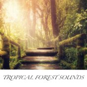 Tropical Forest Sounds