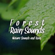 Forest Rain Sounds