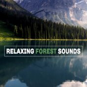 Relaxing Forest Sounds – Nature Music to Rest, Easy Listening, New Age Sounds for Spirit Calmness
