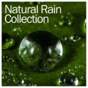 16 Rain Collections for Achieving Zen Meditation, Inner Peace or Restful Sleep