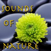 Sounds Of Nature