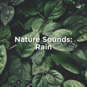 Nature Sounds: Rain