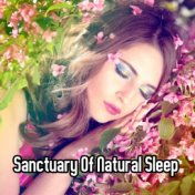 Sanctuary Of Natural Sleep