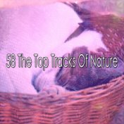 58 The Top Tracks Of Nature