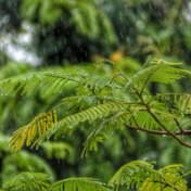 Stress Relief Tracks: Natural Rain Recordings