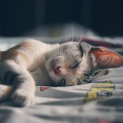 Soothing Tracks for Relaxation and Chilling Out