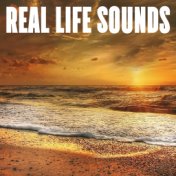 Real Life Sounds
