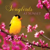 Songbirds at Sunset