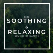 2020 Soothing & Relaxing Sounds of Nature