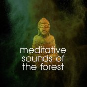Meditative Sounds of the Forest
