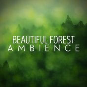 Beautiful Forest Ambience