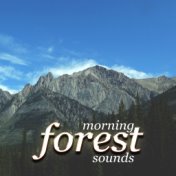 Morning Forest Sounds