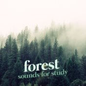 Forest Sounds for Study
