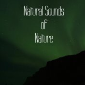 18 Natural Sounds of Nature and Heavy Rainfall
