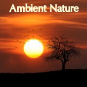 20 Nature and Rain Sounds Ambient Relaxaing Sounds