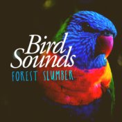 Bird Sounds: Forest Slumber