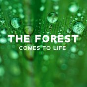 The Forest Comes to Life – Music for Relaxation, Sounds of Nature, Birds, Wind, Peaceful Place