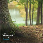 17 Peaceful Soft Tracks for Relaxation Therapy