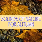 Sounds Of Nature For Autumn