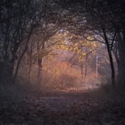 50 Pistas Ambientales De Pura Felicidad