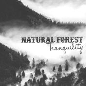 Natural Forest Tranquility