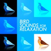 Bird Sounds for Relaxation
