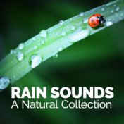 Rain Sounds: A Natural Collection