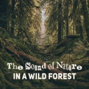 The Sound of Nature in a Wild Forest: Calming Melodies for Relaxation, Healing Music After Long Hard Day, Background Music for R...