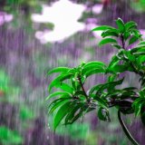 40 Soothing Rainfall Tracks for Relaxation