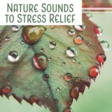 Nature Sounds to Stress Relief – Noise of Nature, Mind Calmness, Rest in Home, House Relaxation