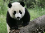 Panda E (Dobrynin Radio Edit)