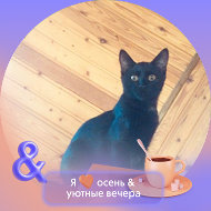 Кот Костян