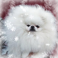 Любовь Pomeranian