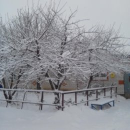Фотография "Зимние вишни"