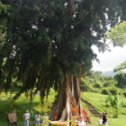 Фотография "Высота дерева желаний составляет 25 метров, а ширина кроны около 30 метров. Это дерево у народов племени раглаев считается волшебным."
