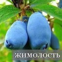 Фотография от САДООГОРОД ТАБУНЫ