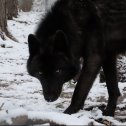 Фотография от Лелуш Степной Волк Ламперуж