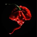 Фотография от Carolina Reaper