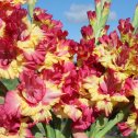 Фотография "super-gladiolus.ruСупер гладиолусы на самом красивом сайте"