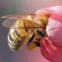 Фотография от пчела медовая