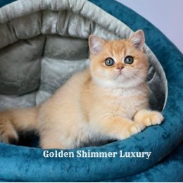 Фотография от Ольга Кузнецова Golden Shimmer Luxury