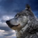 Фотография от волк волк