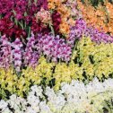 Фотография "super-gladiolus.ruГладиолусыРУСИ на самом цветочном сайте"