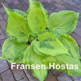 Фотография "Hosta 'Embroidery'-11000(1шт)оплата 100%"