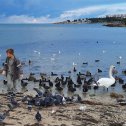Фотография "Прилетели лебеди в Севастополь."