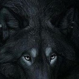 Волк Одиночка фотосуреті