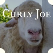 Curly Joe