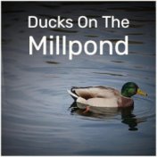 Ducks On The Millpond