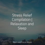 Stress Relief Compilation | Relaxation and Sleep