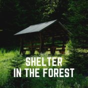 Shelter in the Forest